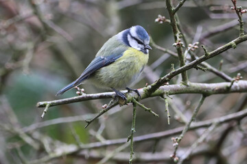 Fototapeta premium A stunning animal portrait of a baby Bluetit