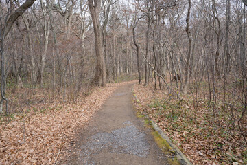 十和田湖から続く、晩秋の山道