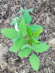 Amphicarpaea bracteata is an annual to perennial vine in the legume family, native to the forests, scrublands and moist slopes of eastern North America.