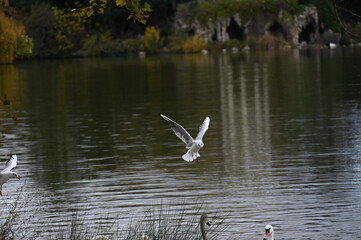 Mouettes volant au-dessus d'un lac