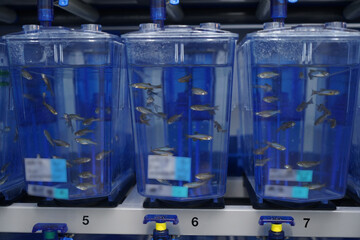 Study on opportunistic infections with Burkholderia cepacia complex using Zebra Fish embryos.