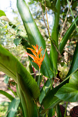 Blüten Blume exotisch südlich 