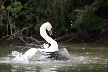 Mute swan and gander in a park in Paris Ile de France France.