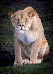Fototapeta na wymiar Lion at the Safari Park