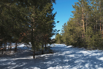 Winter pine forest on bright sunny day with clear blue sky on background.