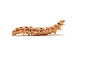 Caterpillar of the owlet moth Noctuidae, This insect is pest of most crops
