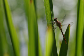 Dragonfly golden yellow sympetrum or sympetrum flaveola on a plant.
