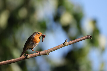 European Robin (Erithacus rubecula) holding an insect in its beak.
