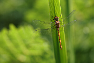 Dragonfly golden yellow sympetrum or sympetrum flaveola on a plant.