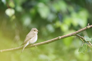 Spotted Flycatcher (Muscicapa striata) on a branch.