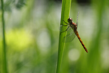 Dragonfly golden yellow sympetrum or sympetrum flaveola on a plant.