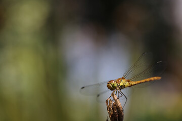 Dragonfly golden yellow sympetrum or sympetrum flaveola on a plant.