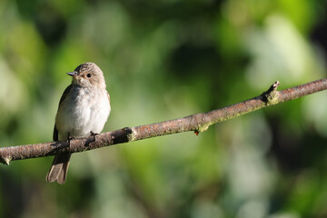 Spotted Flycatcher (Muscicapa striata) on a branch.