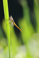Dragonfly golden yellow sympetrum or sympetrum flaveola on a plant.