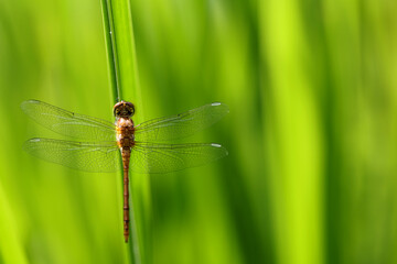 Dragonfly golden yellow sympetrum or sympetrum flaveola on a plant.
