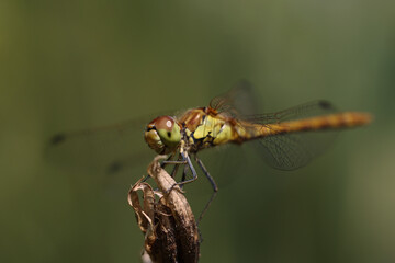 Dragonfly golden yellow sympetrum or sympetrum flaveola on a plant.