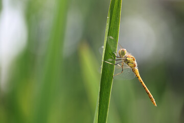 Dragonfly golden yellow sympetrum or sympetrum flaveola on a plant.