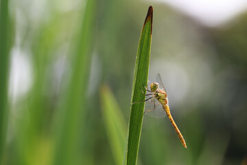 Dragonfly golden yellow sympetrum or sympetrum flaveola on a plant.