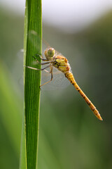 Dragonfly golden yellow sympetrum or sympetrum flaveola on a plant.