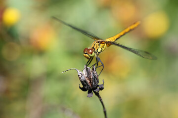 Dragonfly golden yellow sympetrum or sympetrum flaveola on a plant.