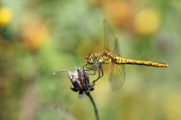 Dragonfly golden yellow sympetrum or sympetrum flaveola on a plant.