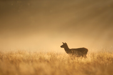 Naklejka na ściany i meble Close up of a Red Deer hind at sunrise