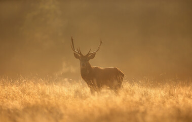 Naklejka na ściany i meble Red Deer stag during rutting season at sunrise