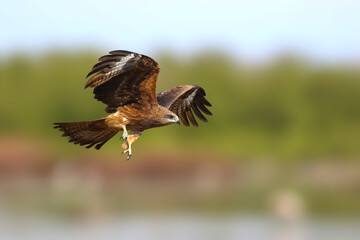 A graceful black kite is flying on the river. Birds of prey Black kite (Milvus migrans)