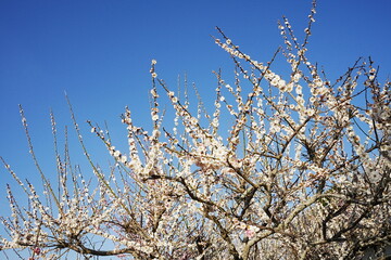 Pink Plum Blossom on blue sky background , Landscape of Early Spring, in Tsukigase, Nara, Japan - 日本 奈良県 月ヶ瀬 梅林 ピンク 梅の花