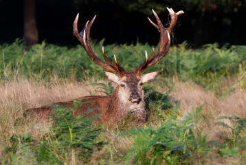 Naklejka na ściany i meble Red deer stag lying on grass in autumn