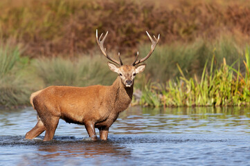 Close up of a red deer stag standing in water