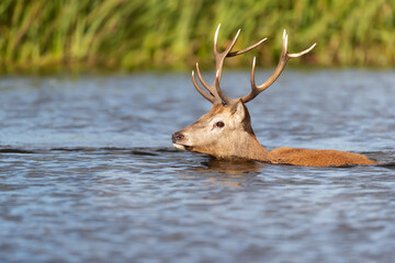 Red deer stag swimming in water during rutting season