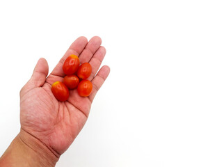 Close up small tomato on hands isolated on white background with copy space. Holding group of red fresh vegetables or fruit.