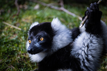 Portrait of a Lemur.