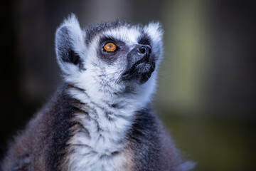 Portrait of a Lemur.