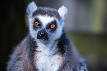 Portrait of a Lemur.