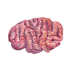 Coral sponge pink isolated on a white background. Watercolor illustration of an underwater plant similar to the brain. Botanical illustration is suitable for design, packaging, poster