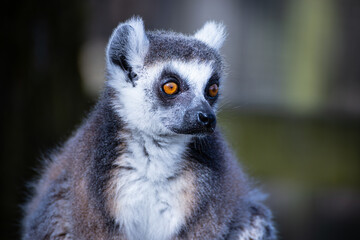 Naklejka na ściany i meble Lemur in the Safari Park.