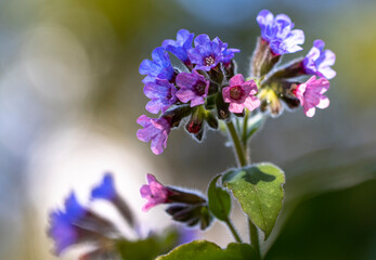 Pulmonaria officinalis - lungwort