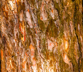 Pinus bark close-up. The texture of the trunk of Pinus sylvestris L. Background from living wood. Forest nature skin.