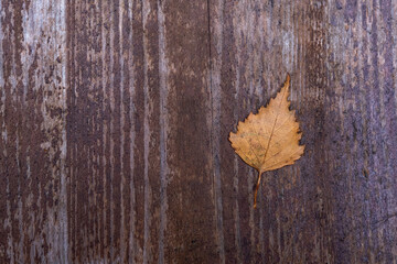 Autumn leaf on an old wooden surface. Dark textured wooden background. Surface of old brown wood texture.