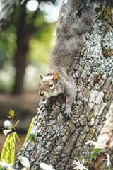 squirrel on a tree