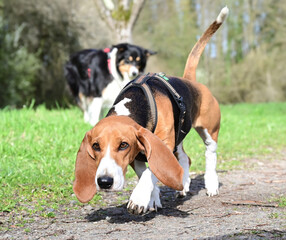 pretty French basset in spring