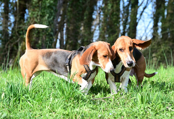 pretty French basset in spring
