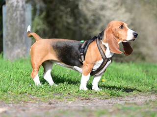 pretty French basset in spring