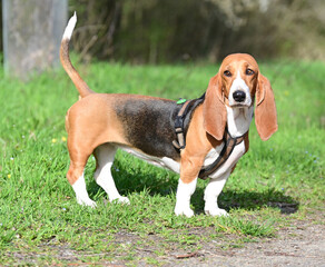 pretty French basset in spring