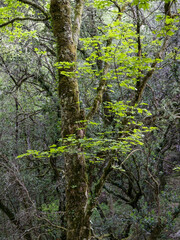 Geres green woods during spring