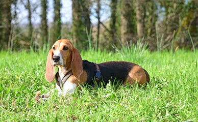 pretty French basset in spring