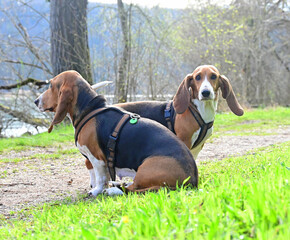 pretty French basset in spring