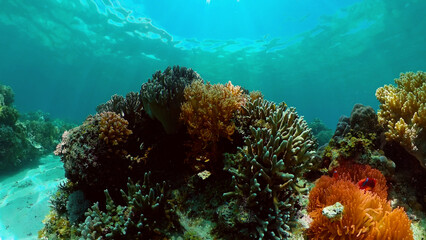 Fototapeta na wymiar Tropical coral reef seascape with fishes, hard and soft corals. Underwater video. Philippines.
